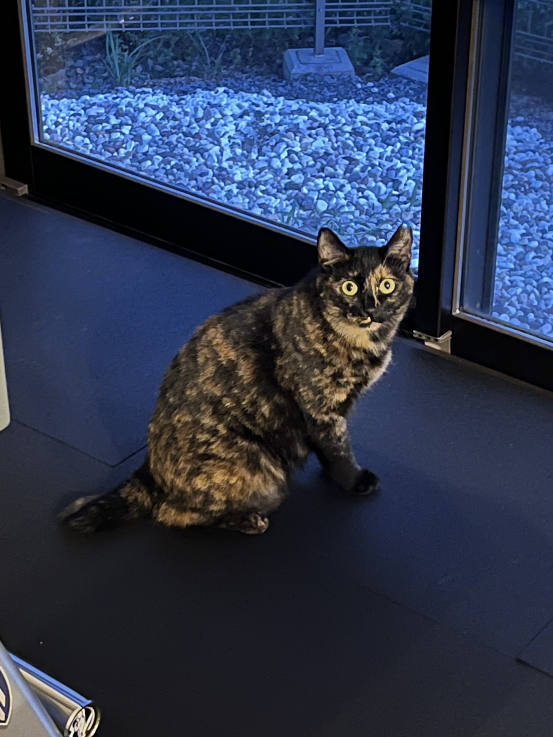 [149] もっさ・おはぎ兄妹