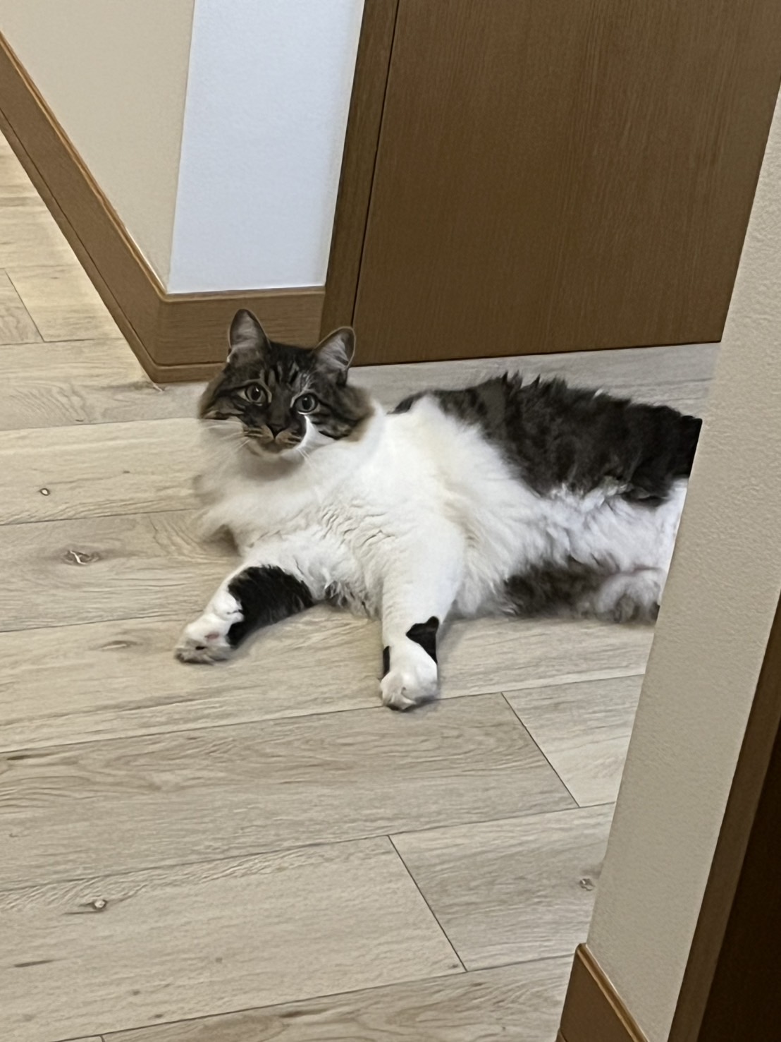 [149] もっさ・おはぎ兄妹