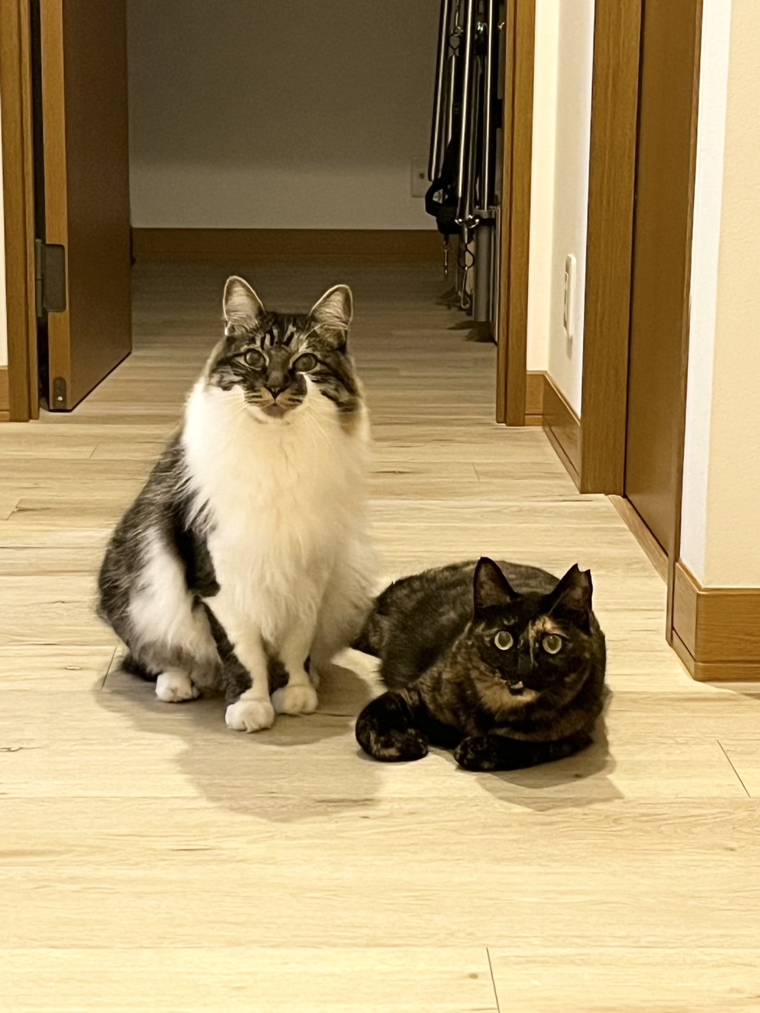 [149] もっさ・おはぎ兄妹