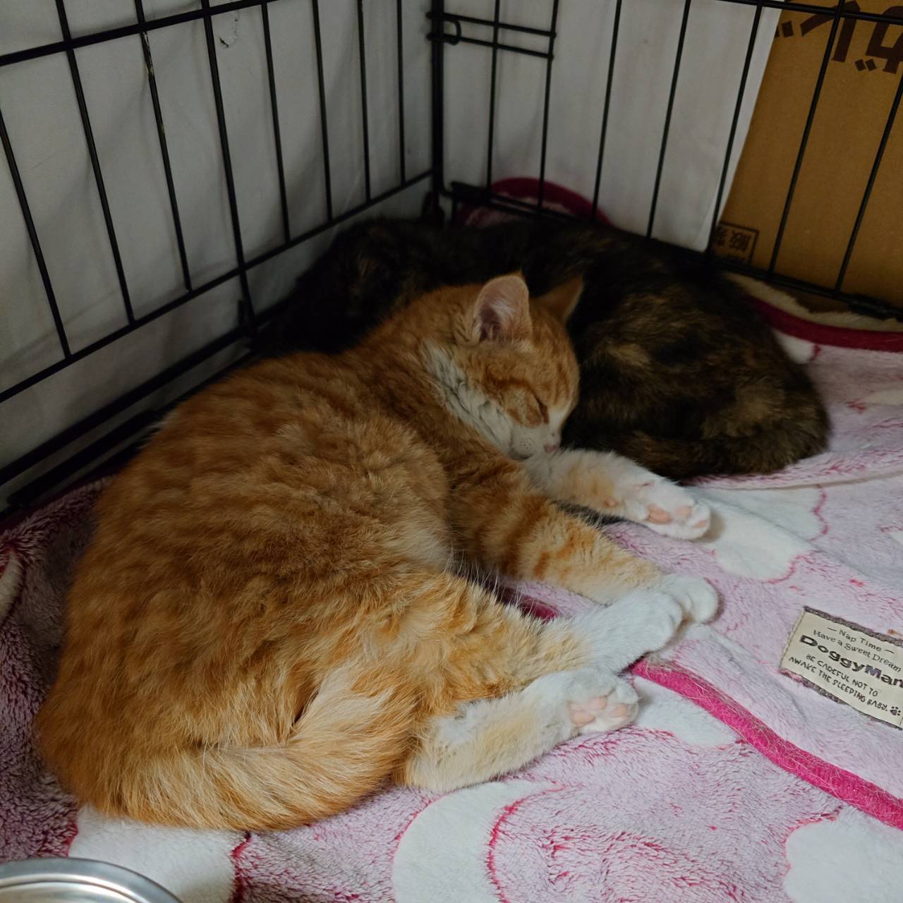 みっちゃん＆ちゃあちゃん