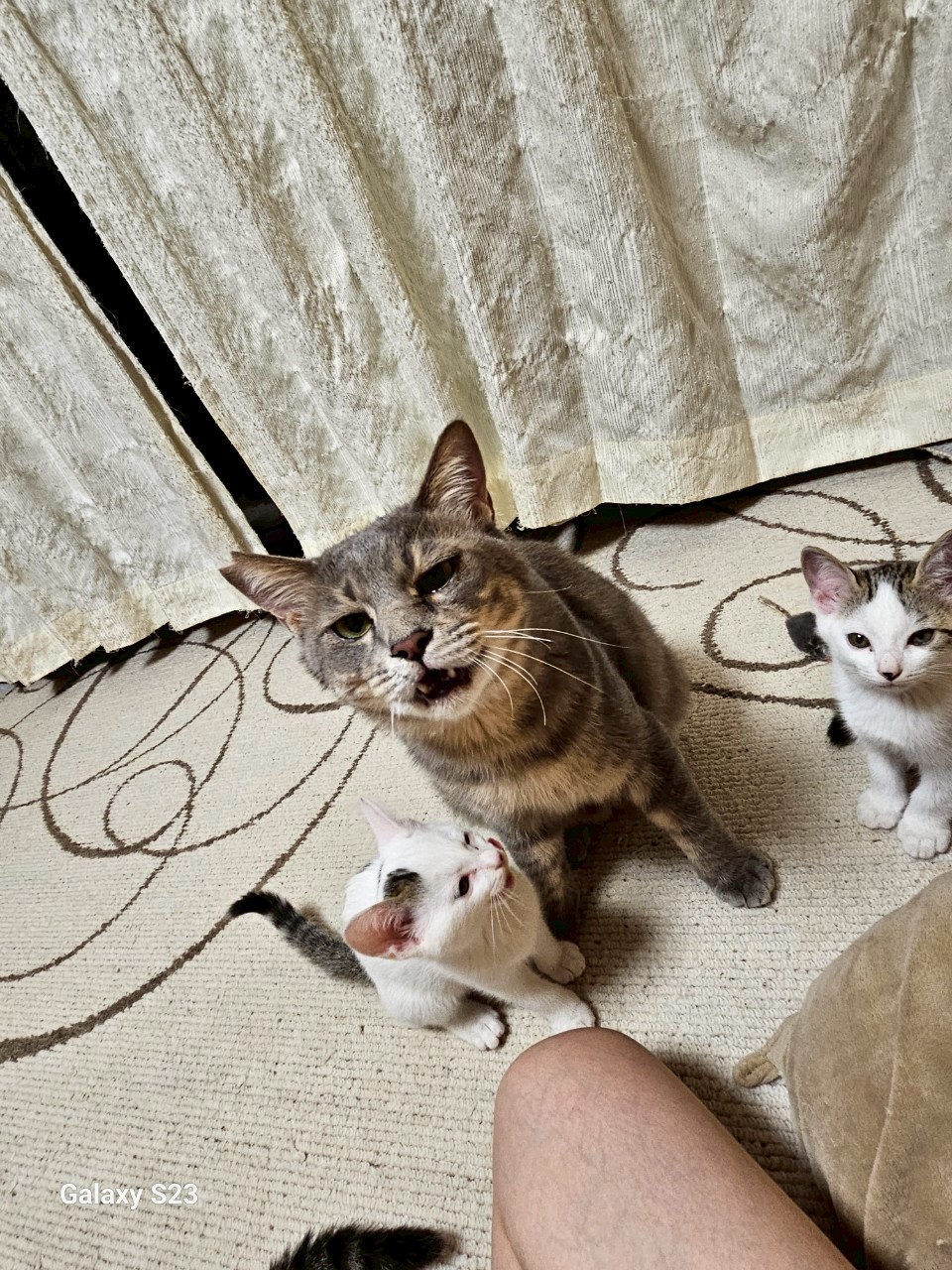 No.354れむくん・ろむくんと