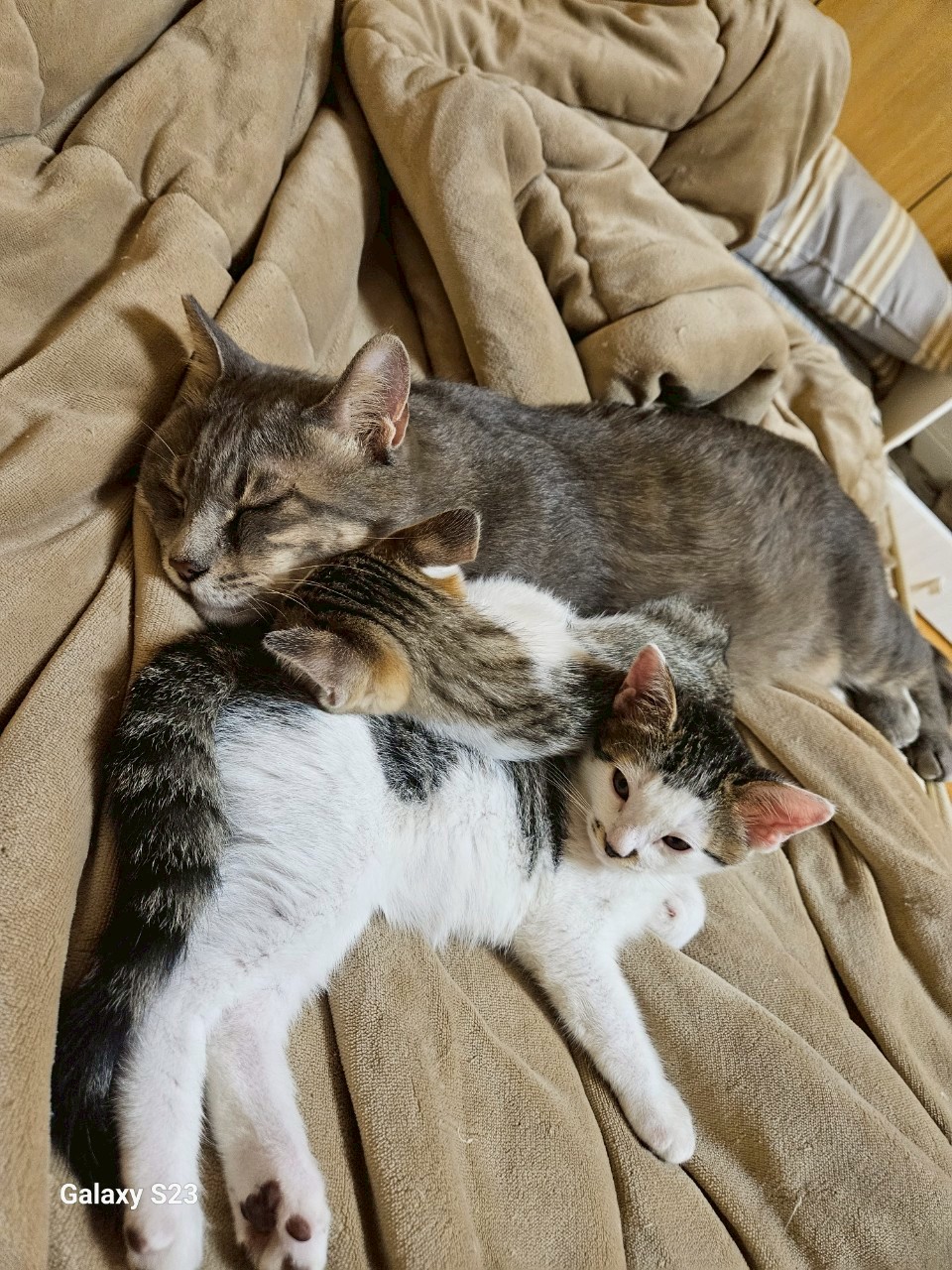 No.354れむくん・ろむくんと