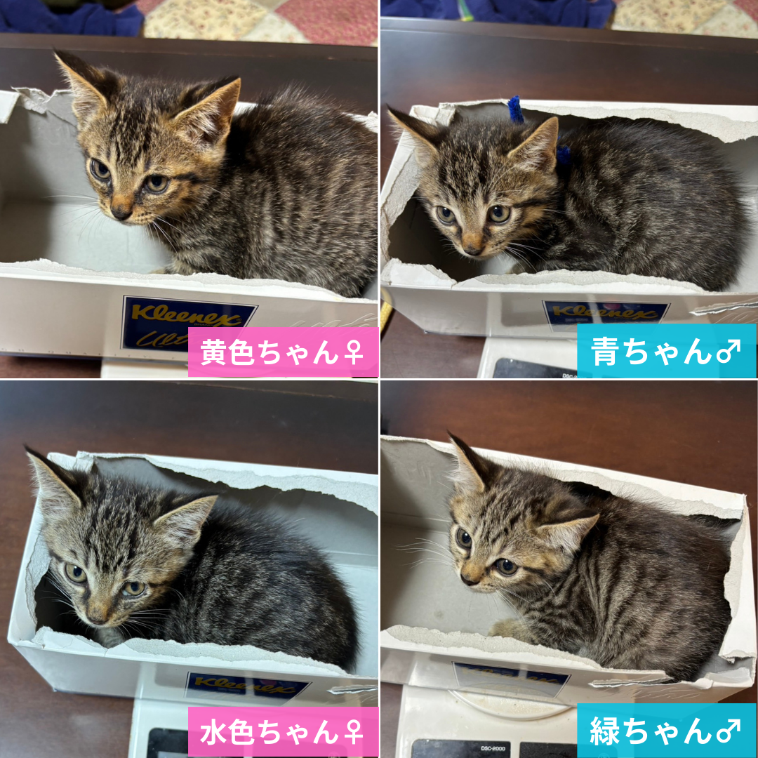 黄色・青・水色・緑 4兄妹