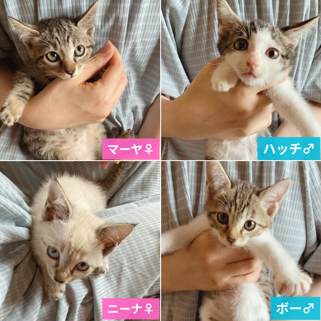 マーヤ・ハッチ・ニーナ・ボー 4兄妹