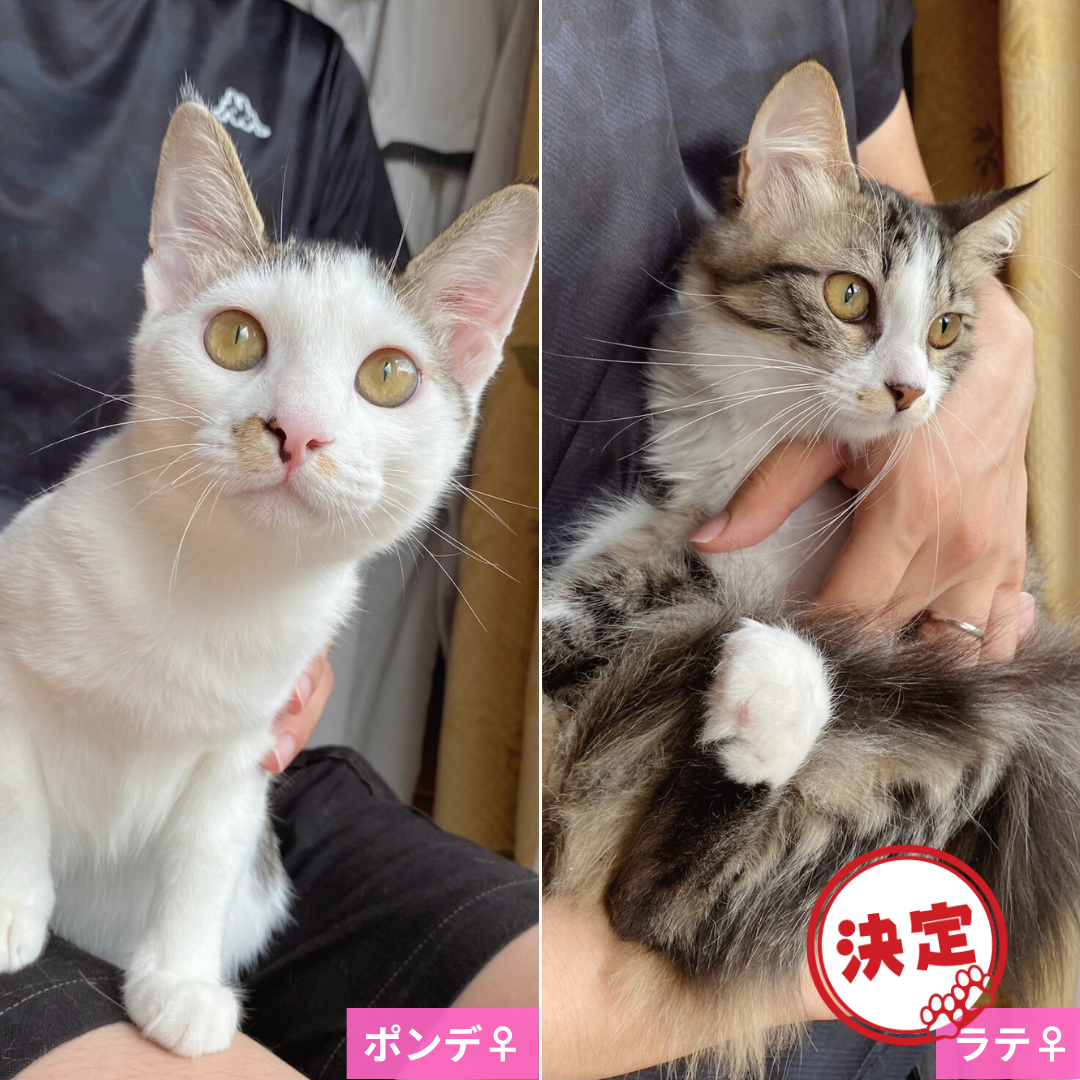 ポンデ・ラテ姉妹