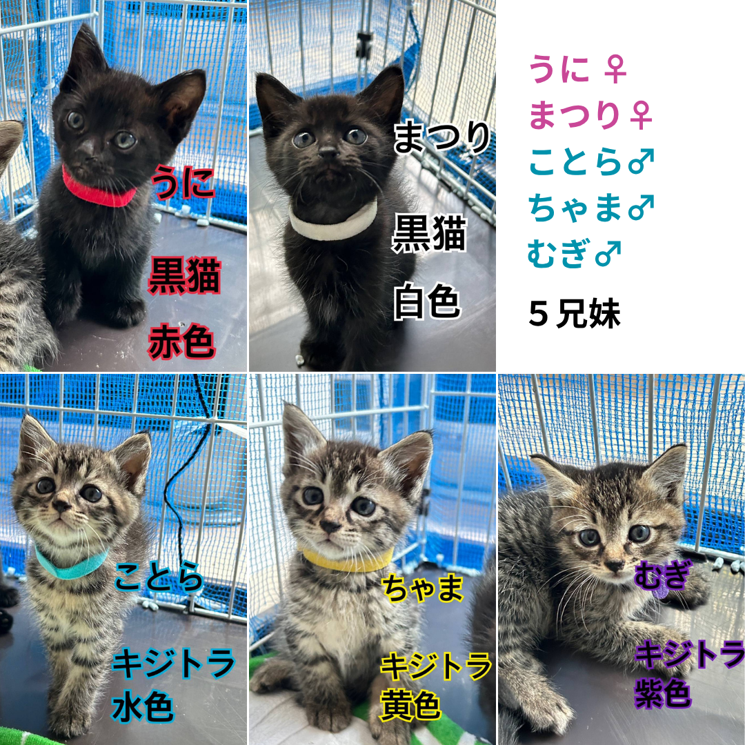 うに・まつり・ことら・ちゃま・むぎ