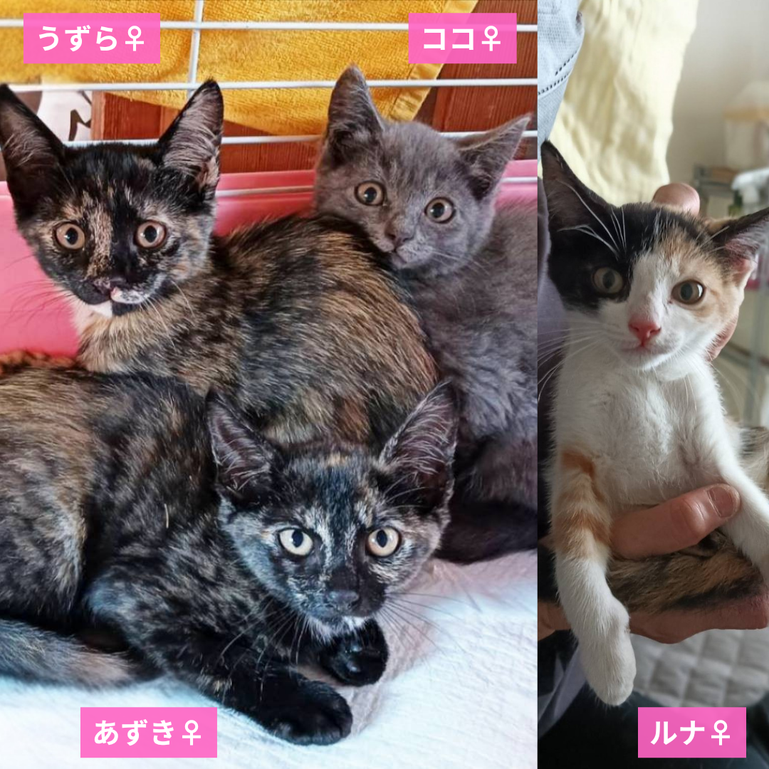 うずら・あずき・ココ・ルナ 4姉妹