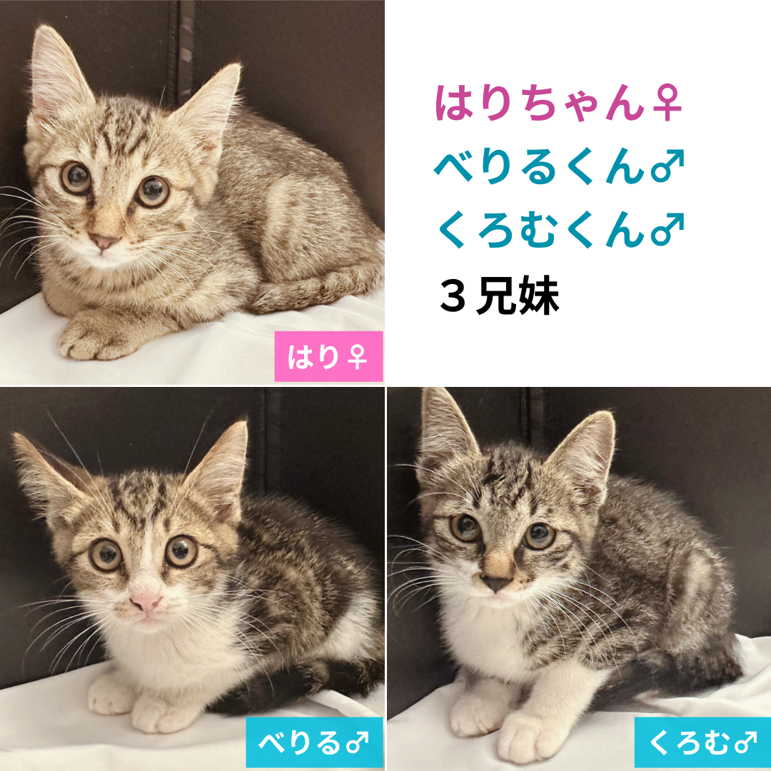 はり・べりる・くろむ 3兄妹