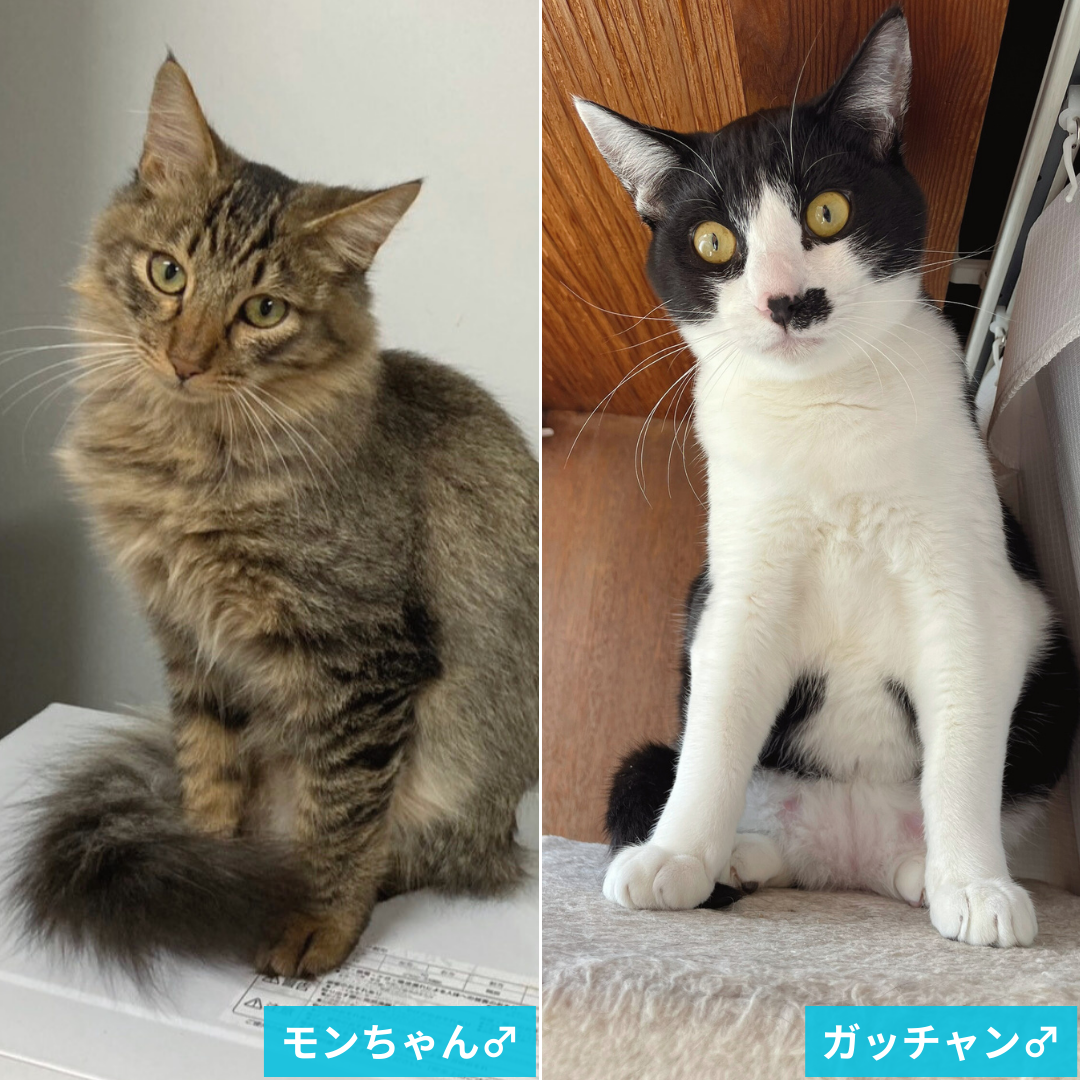 モンちゃん・ガッチャン兄弟