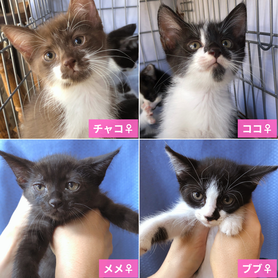 チャコ・ココ・メメ・ブブ 4姉妹