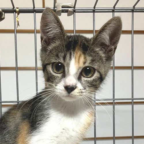 ひかり＠千曲市