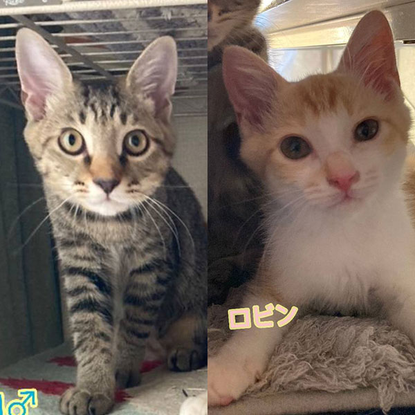 ロビン♀・ゾロ♂＠千曲市