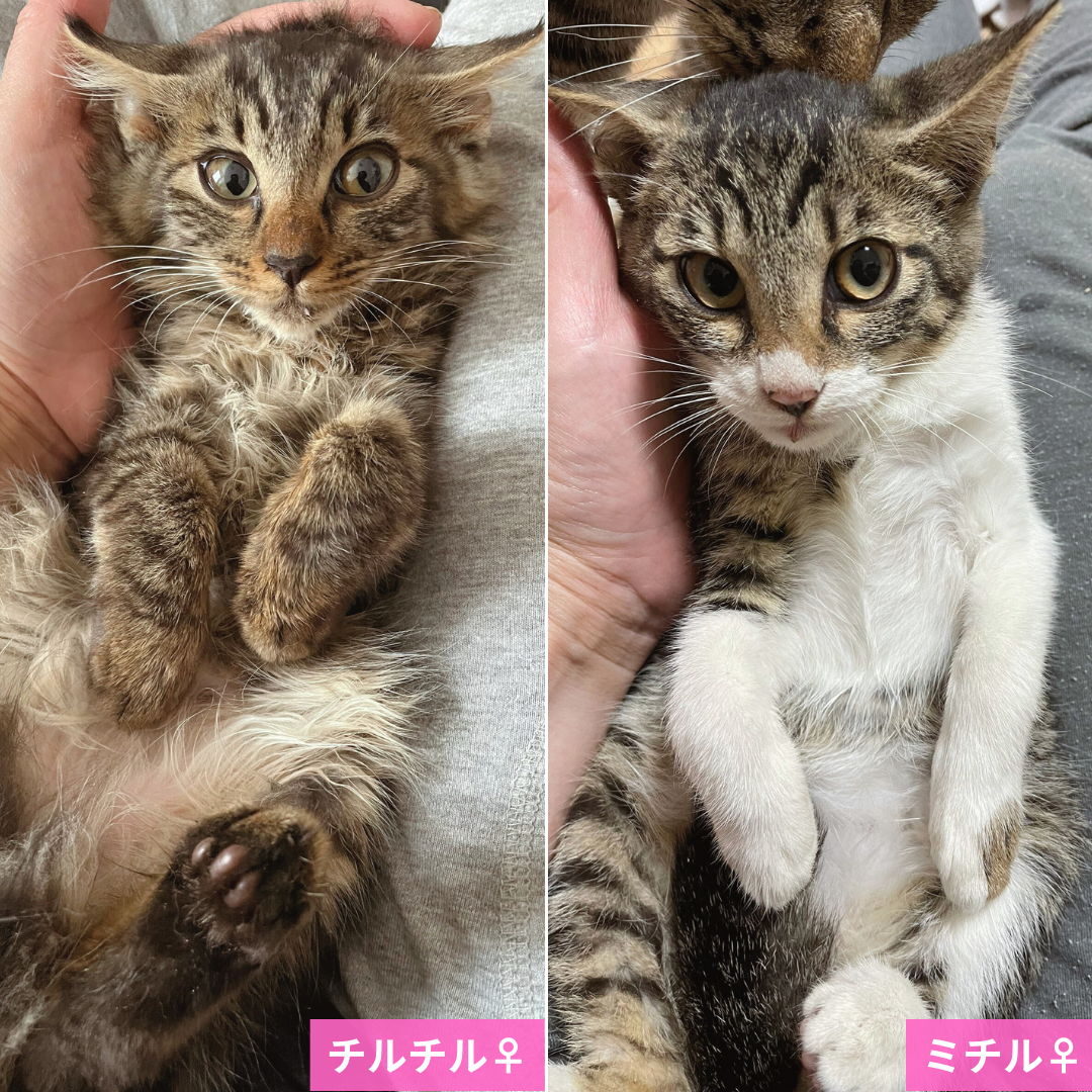 チルチル・ミチル姉妹