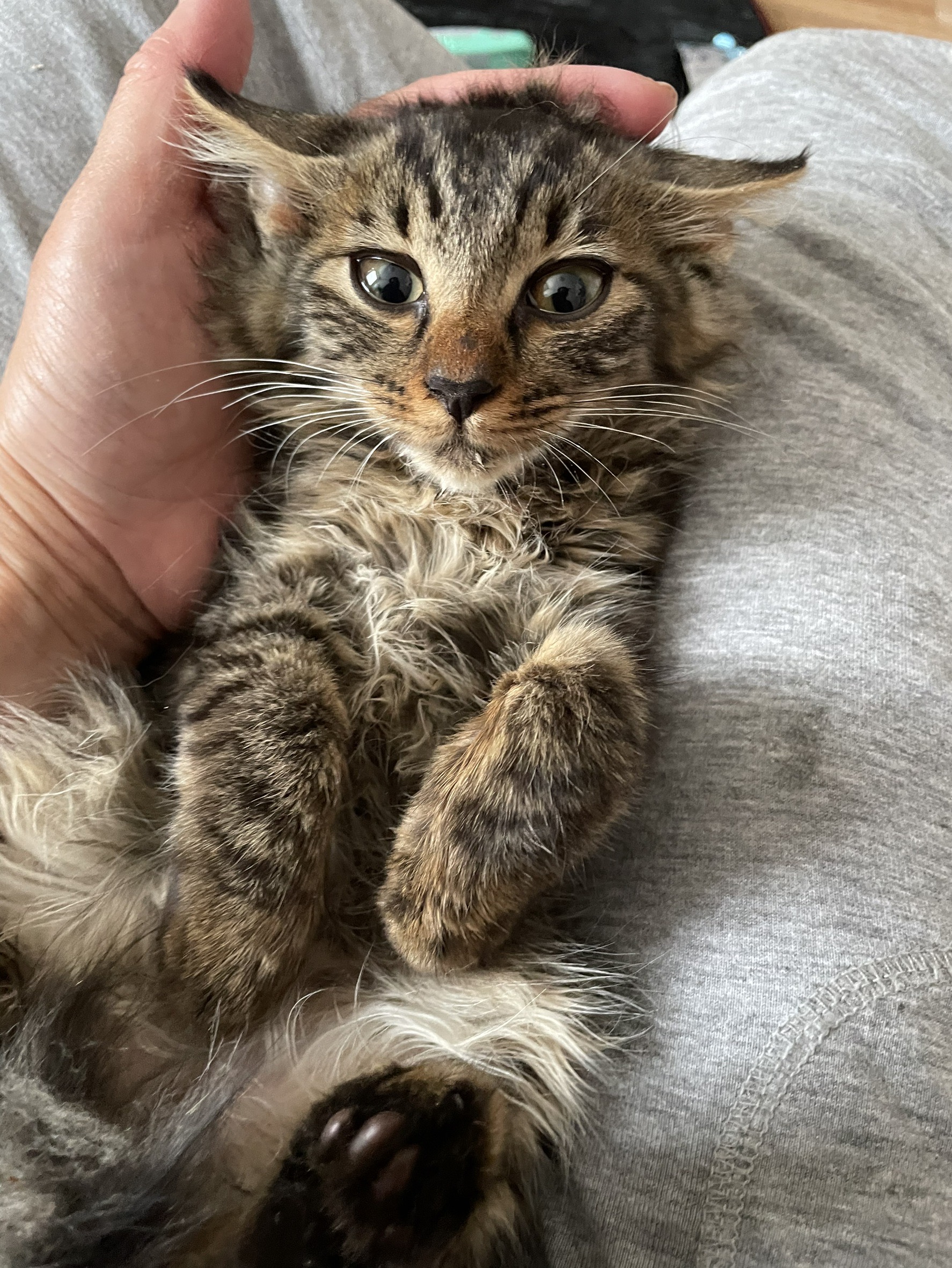 チルチル・ミチル姉妹(譲渡済み)＠松本市蟻ヶ崎K｜ネコイヌナガノ