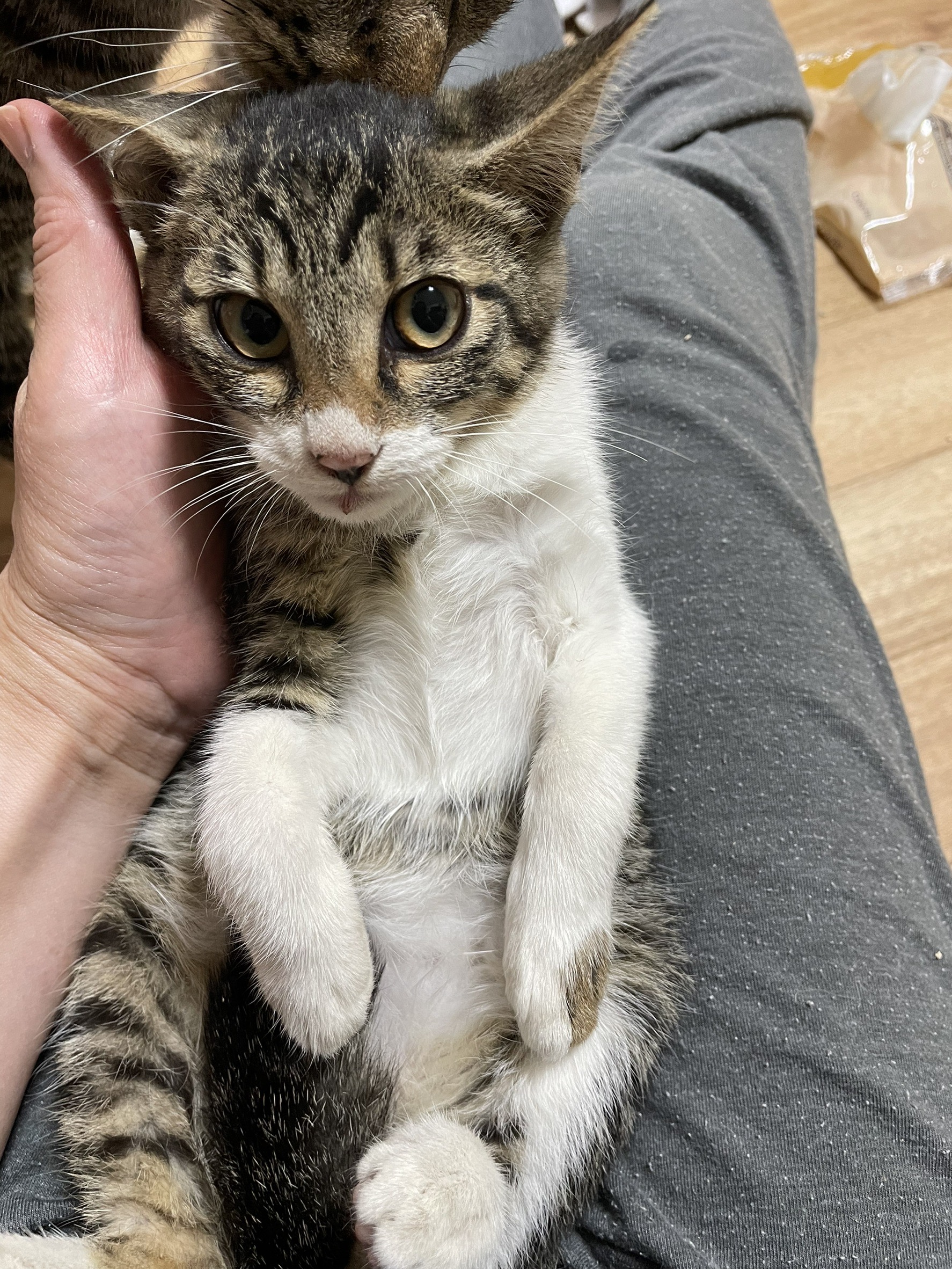 チルチル・ミチル姉妹(譲渡済み)＠松本市蟻ヶ崎K｜ネコイヌナガノ