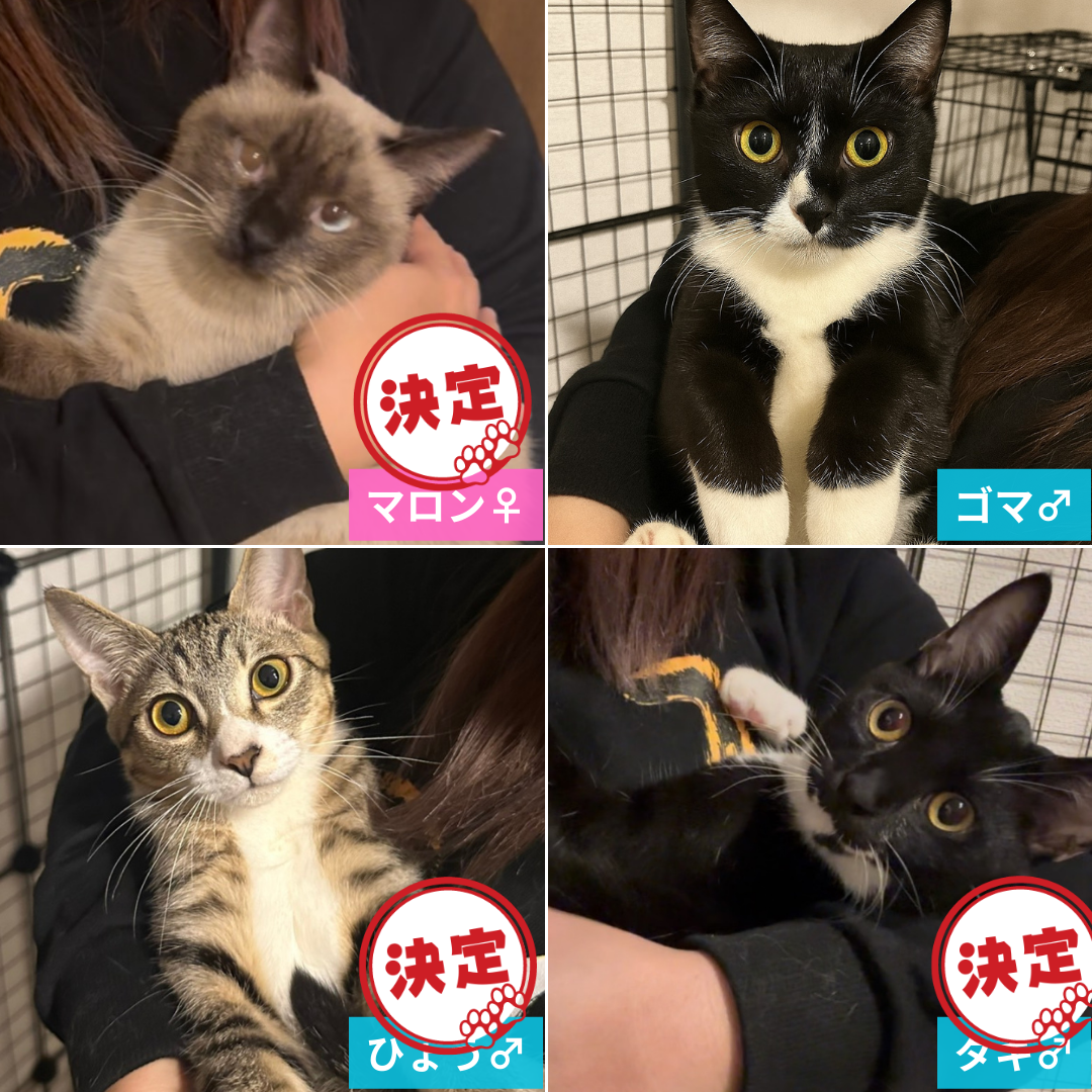 マロンママとゴマ・ひょう・タキ 親子