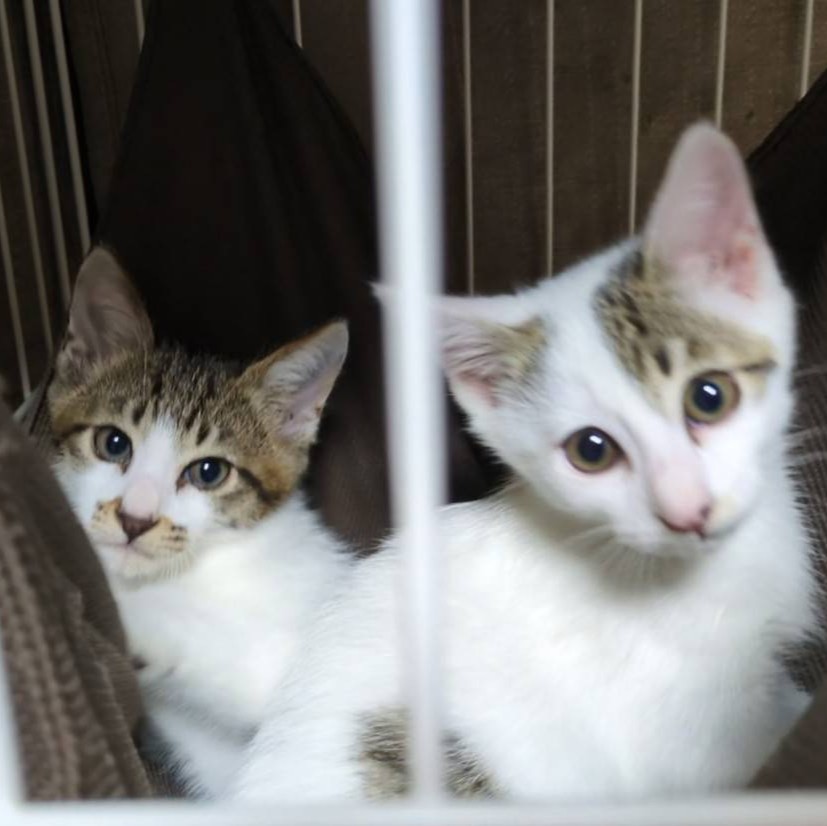 ミコ・チュー 兄妹