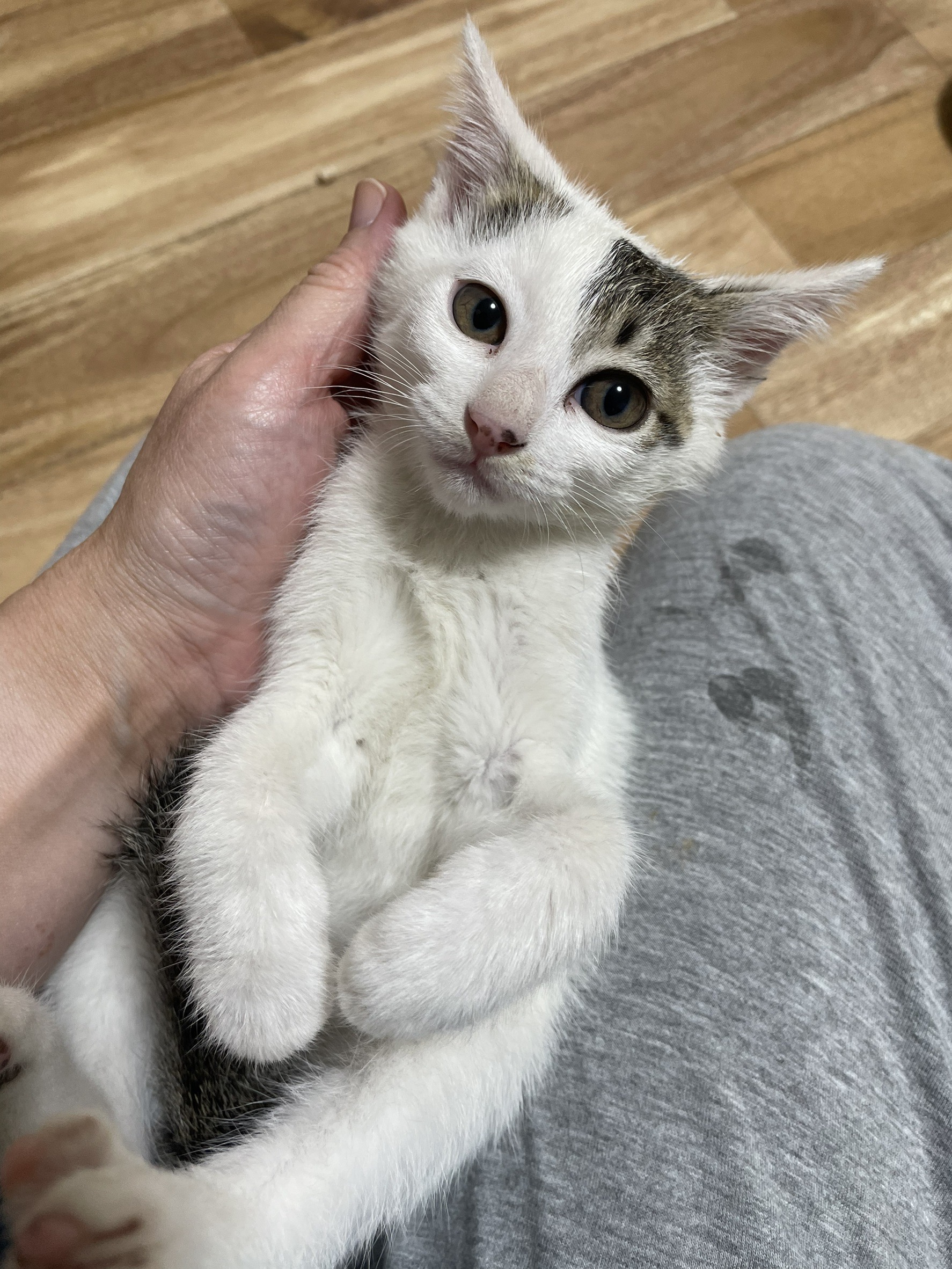 チューちゃん♀