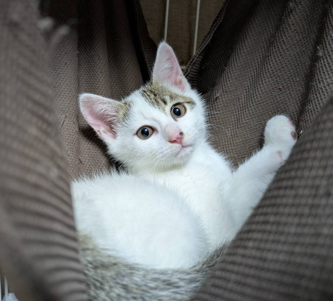 チューちゃん♀