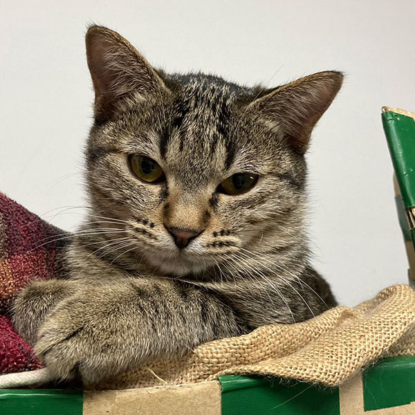 アーニャちゃん