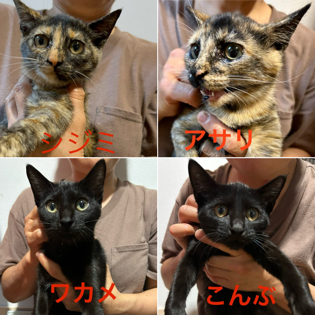 シジミ・アサリ・ワカメ・こんぶ