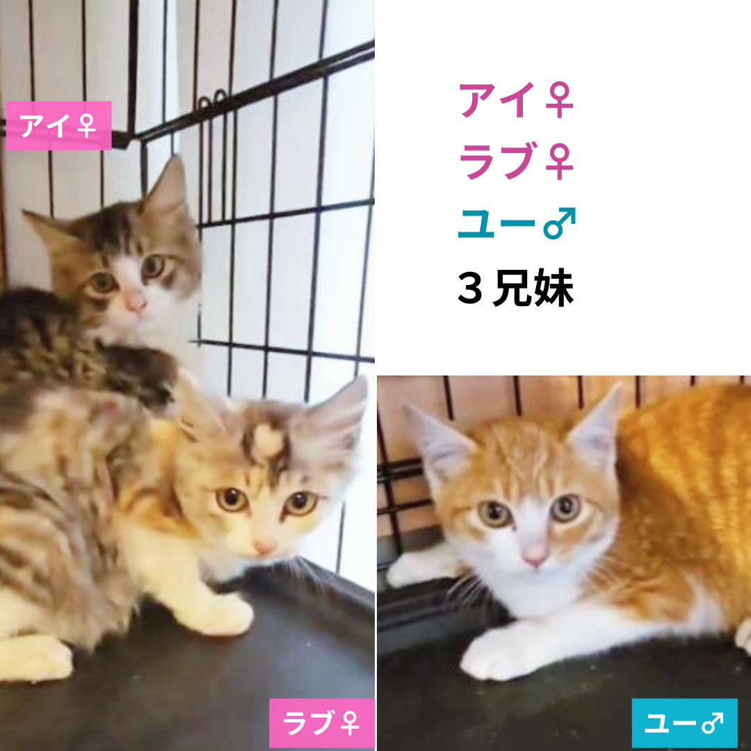 アイ・ラブ・ユー 3兄妹