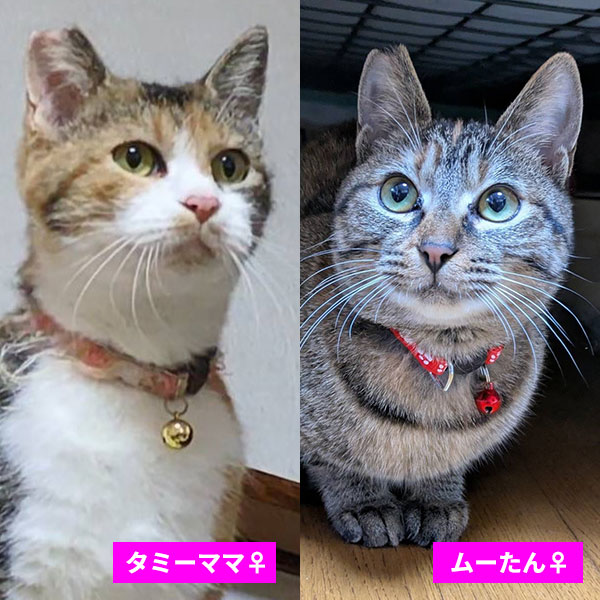 タミーママとムーたん