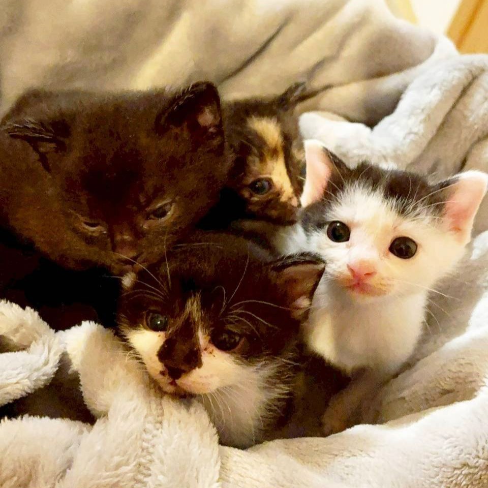 遠藤・千代・白鵬・富士 4兄妹