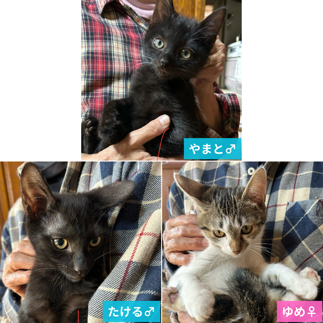 やまと・たける・ゆめ 3兄妹＠安曇野市