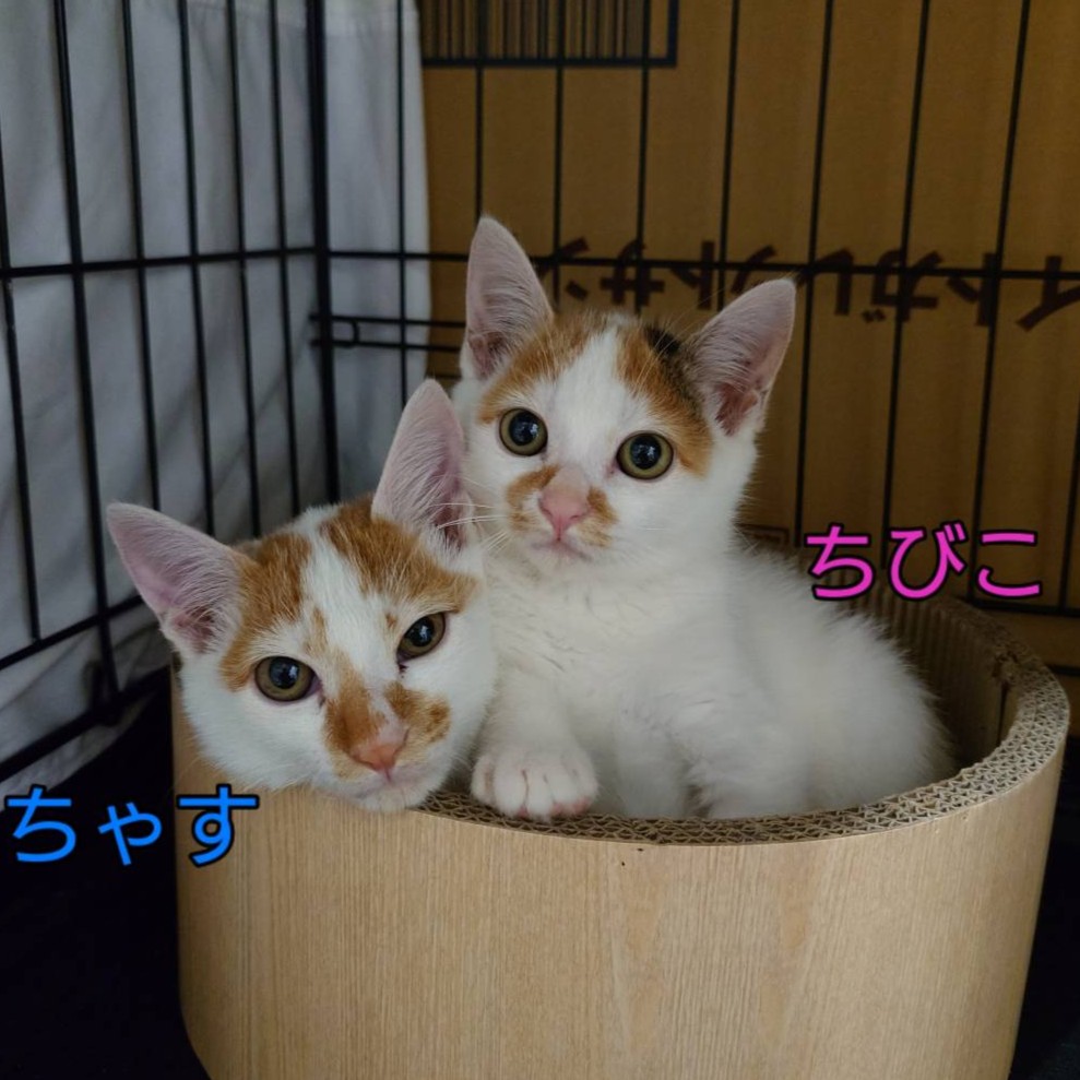 ちゃす・ちびこ兄妹