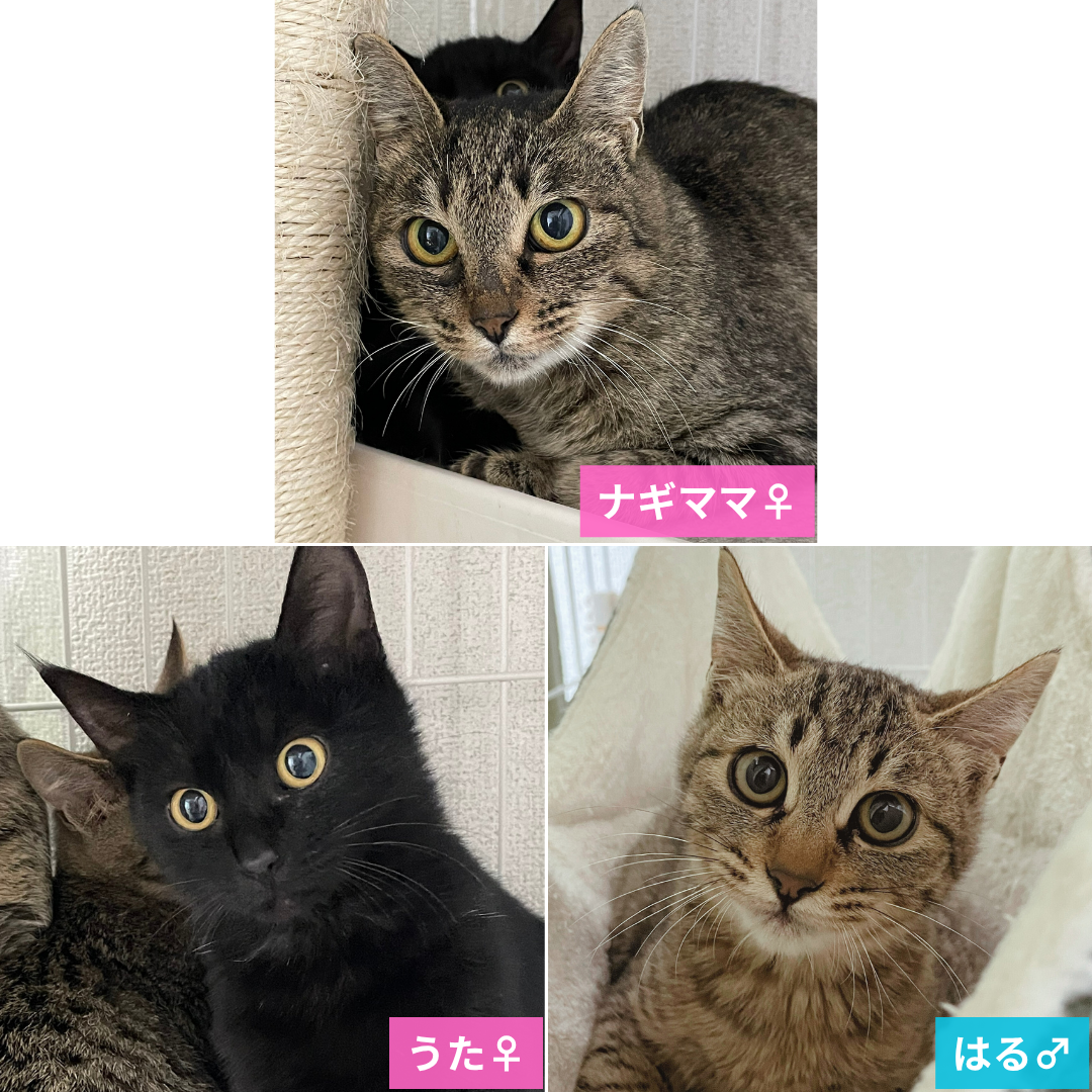 ナギママと子猫のうた・はる
