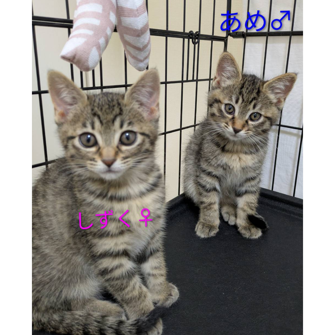 あめ・しずく 兄妹