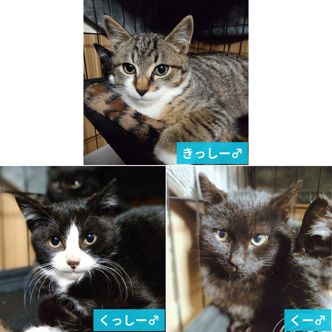 きっしー・くっしー・くー 3兄弟