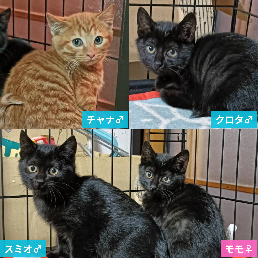 チャナ・モモ・スミオ・クロタ 4兄妹