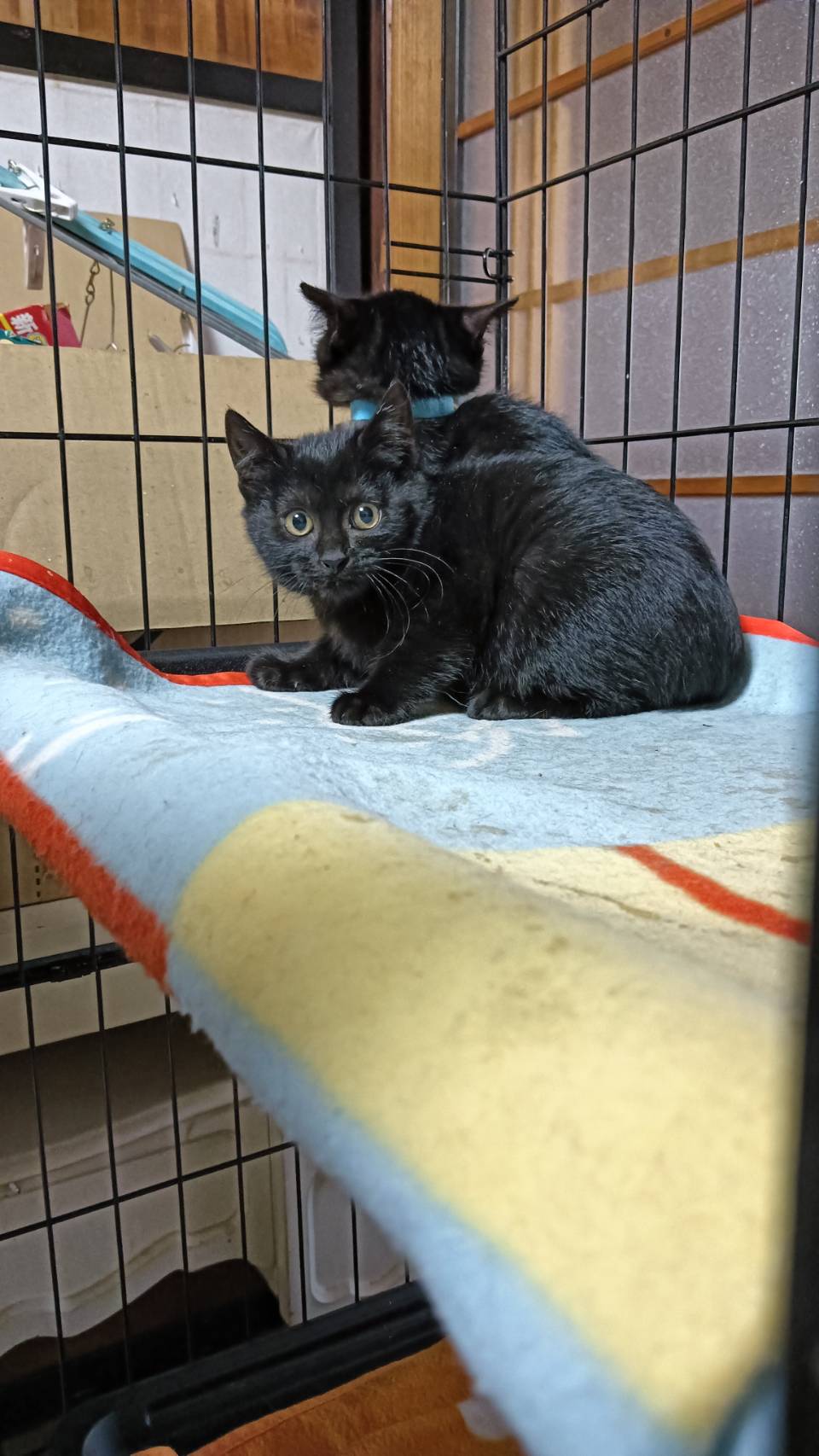 モモ♀(手前)・スミオくん(奥)