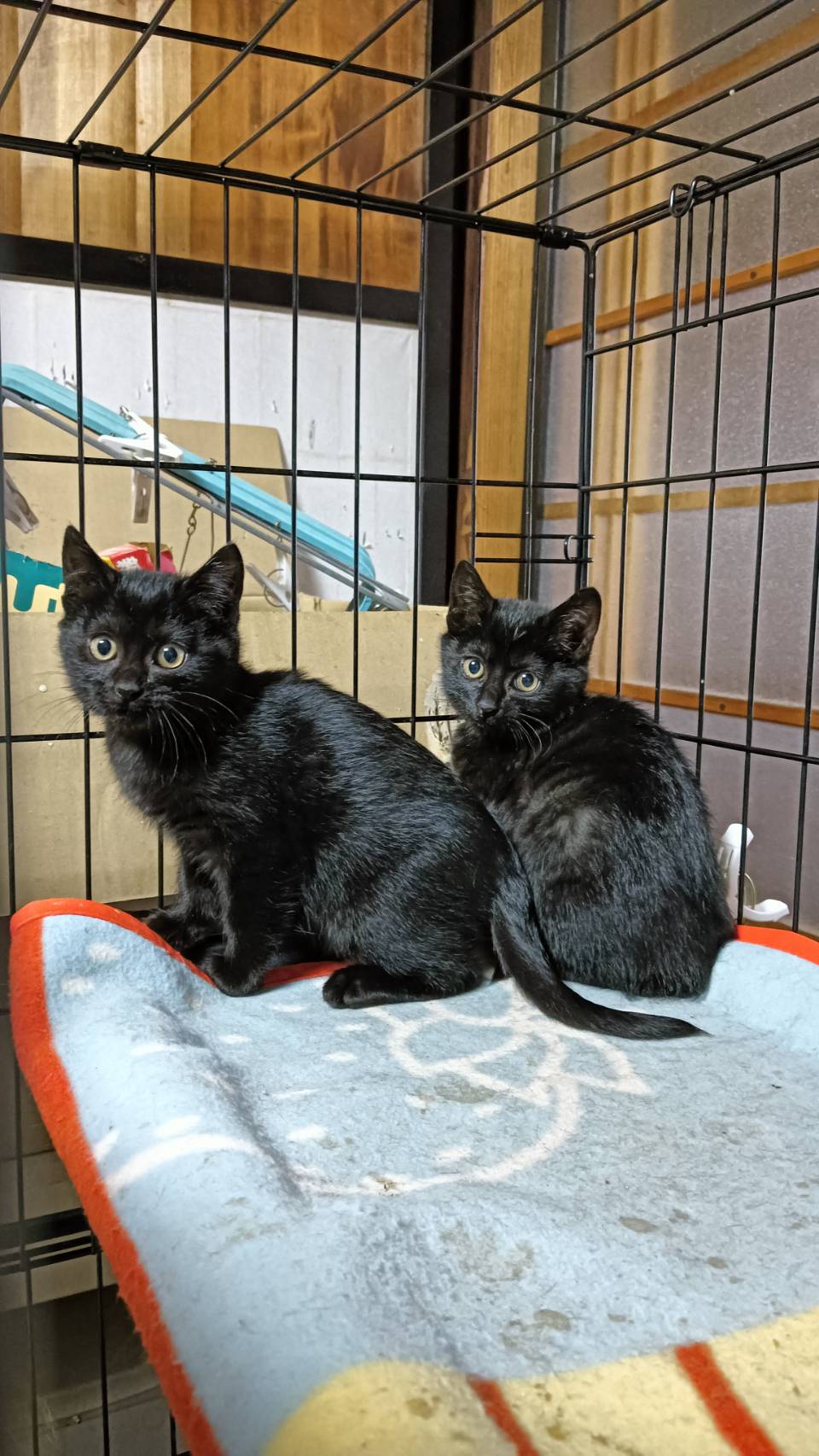 スミオ♂(左)・モモ♀(右)