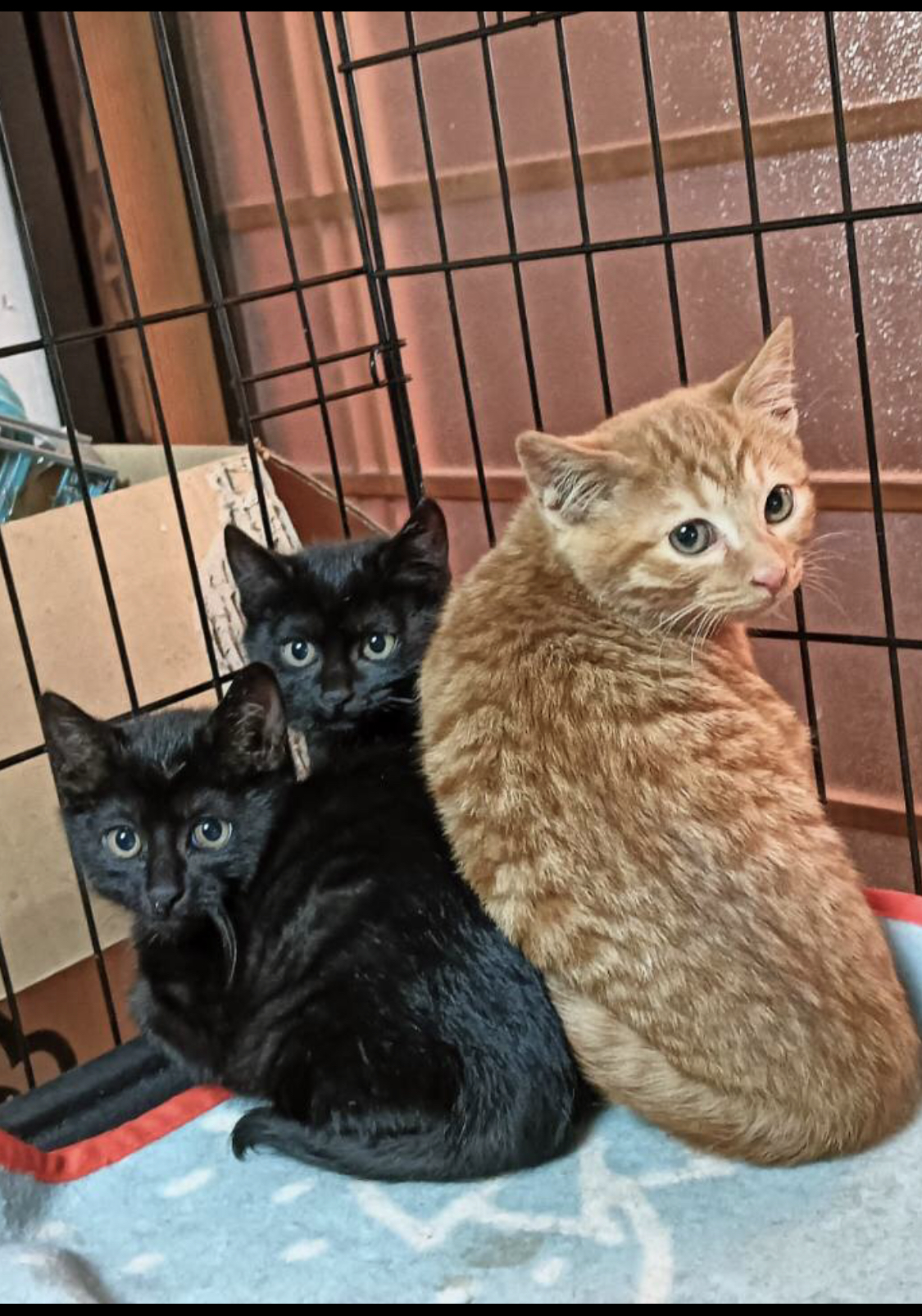 スミオ♂(左)・モモ♀(中央)・チャナ(右)