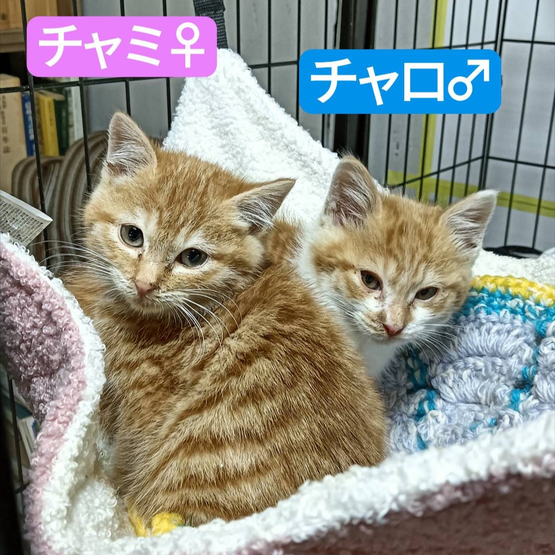 チャミ・チャロ 兄妹