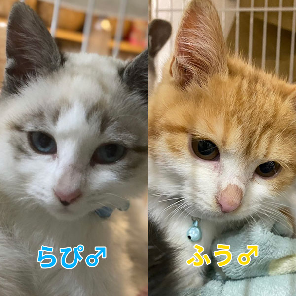 らぴ・ふう 兄弟