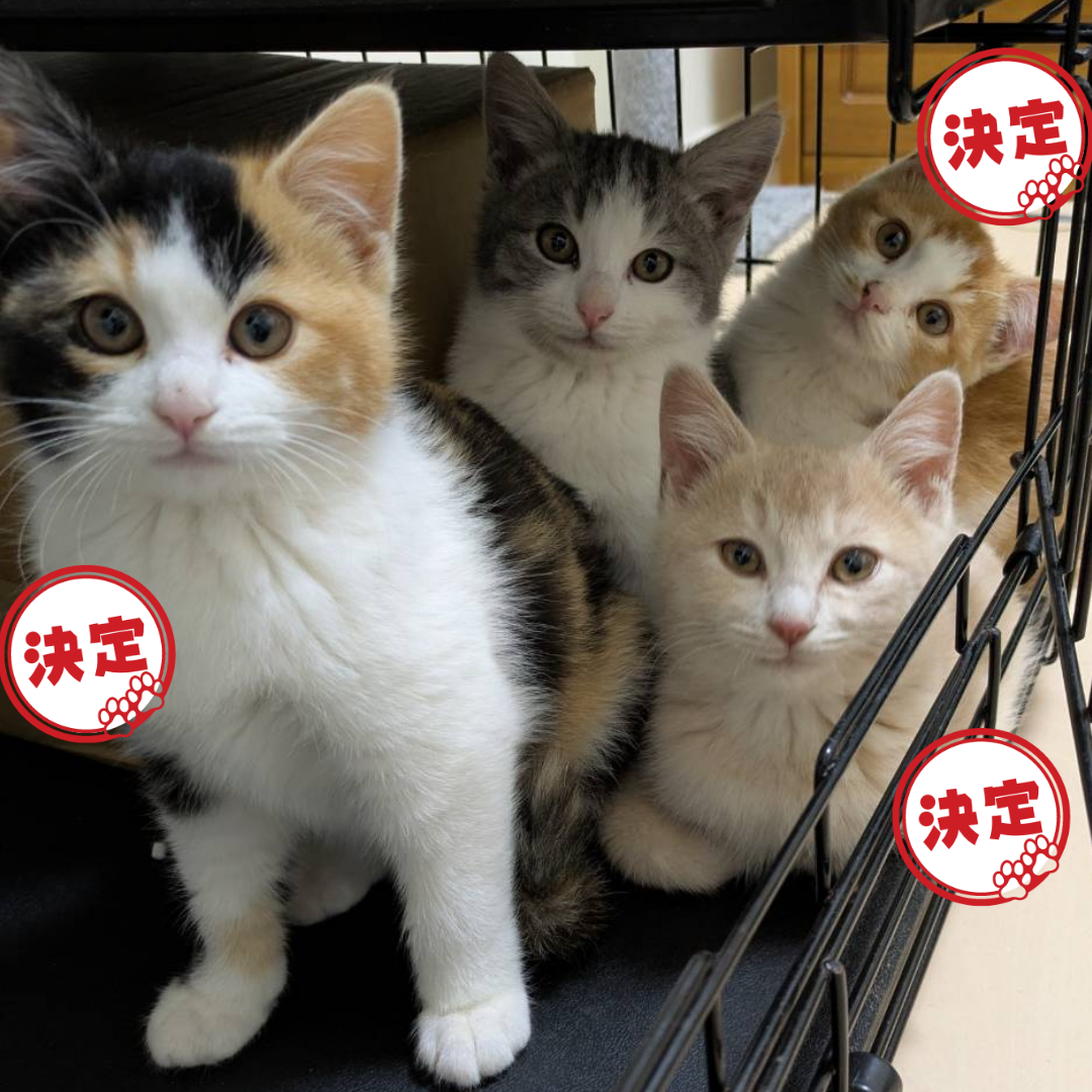 シュー・シフォン・チーズ・プリン・ショコ 5兄妹