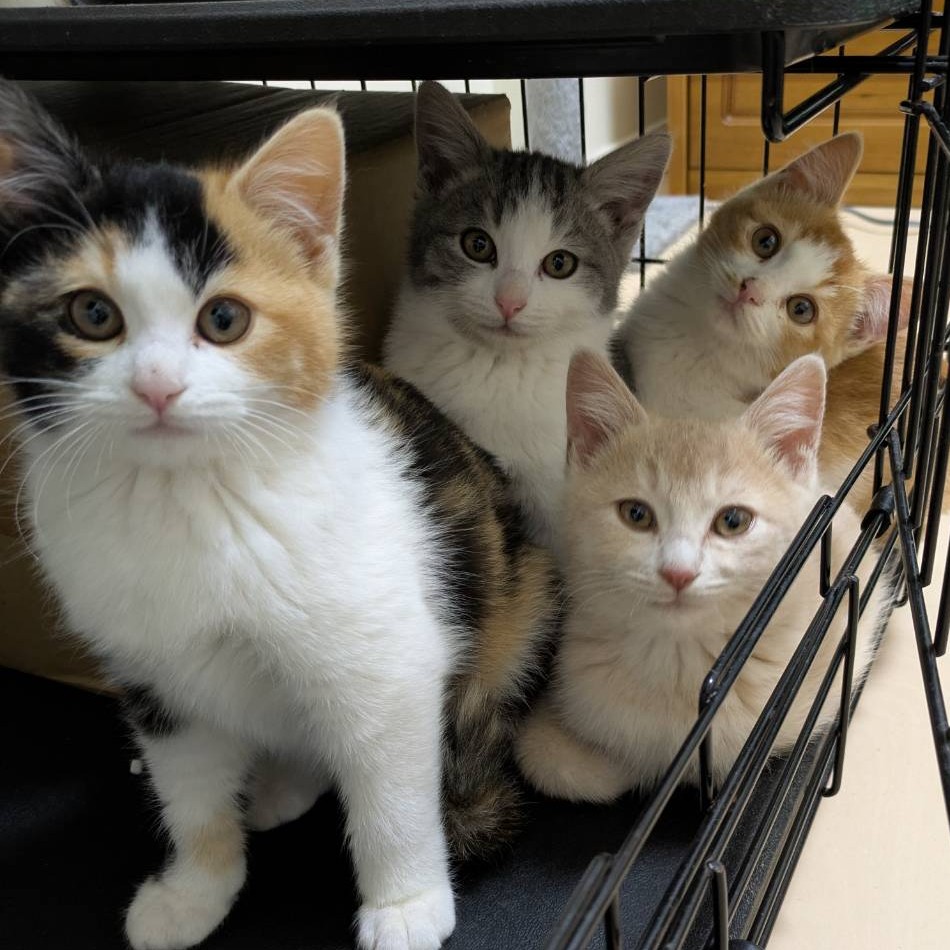 シュー・シフォン・チーズ・プリン・ショコ 5兄妹＠塩尻市