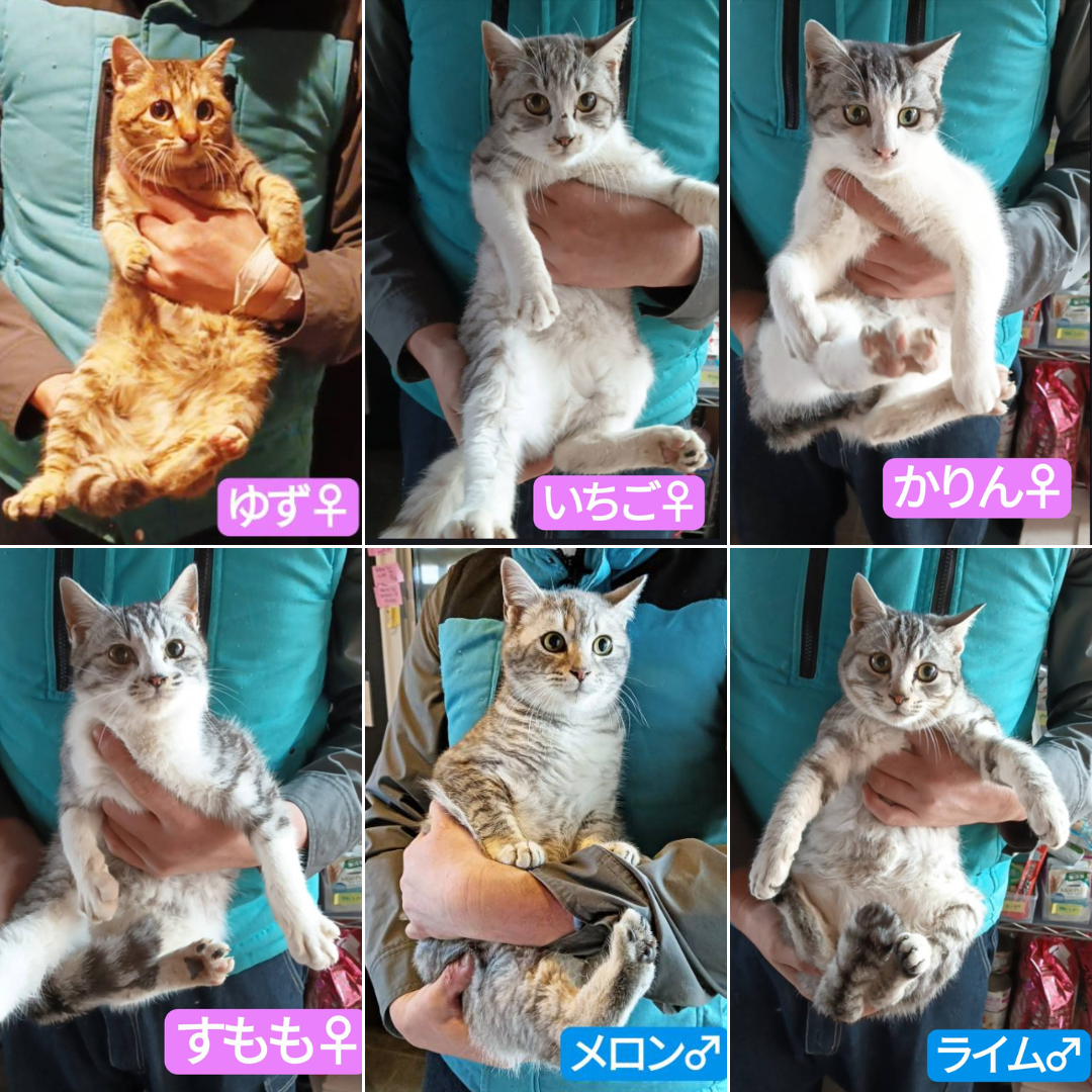 ゆず・いちご・かりん・すもも・メロン・ライム 6兄妹