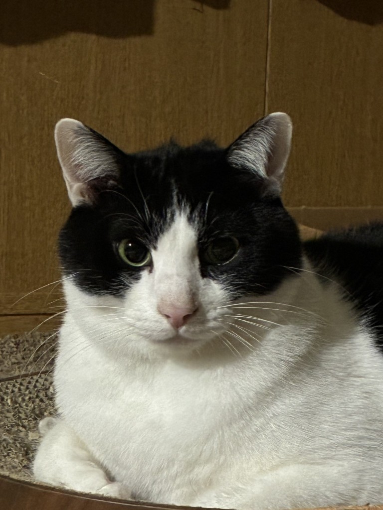 2歳8ヶ月くらいの写真です