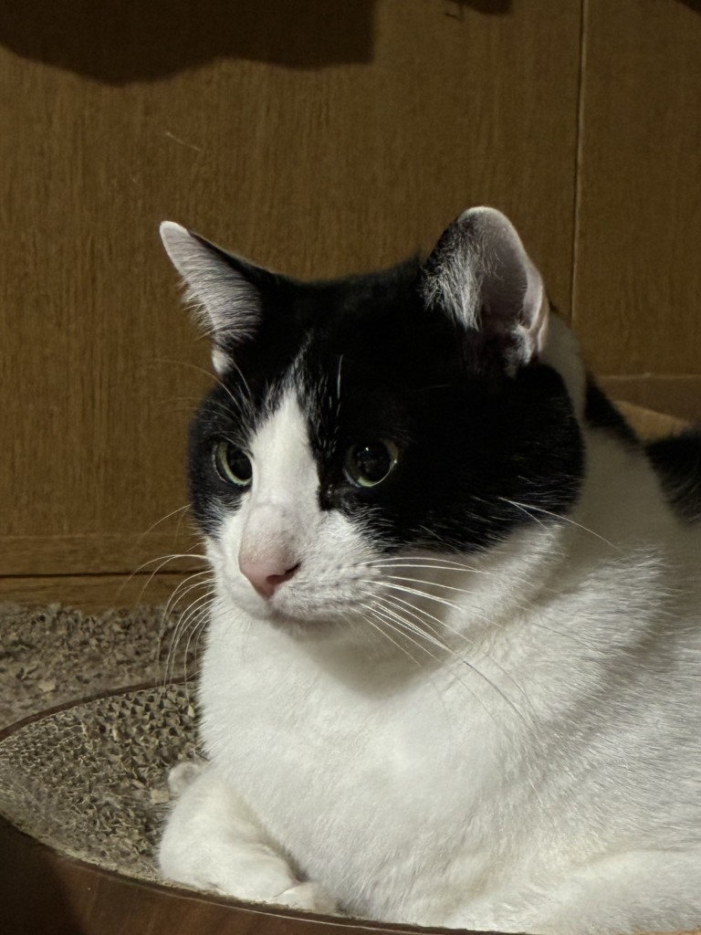 2歳8ヶ月くらいの写真です