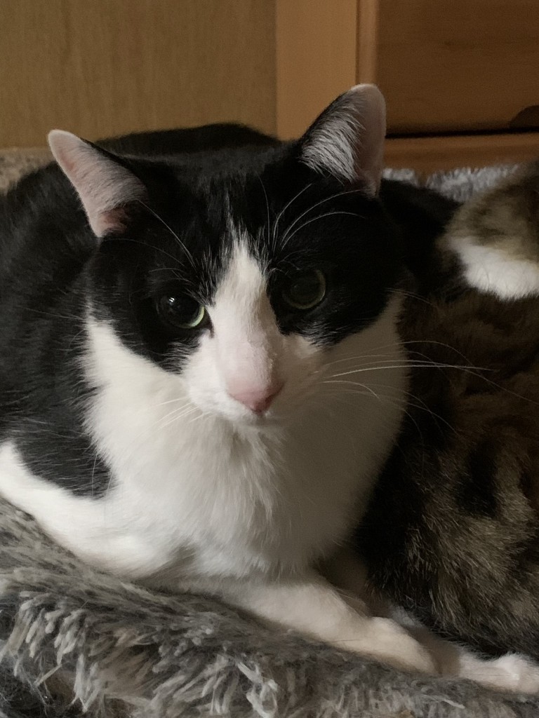 2歳8ヶ月くらいの写真です