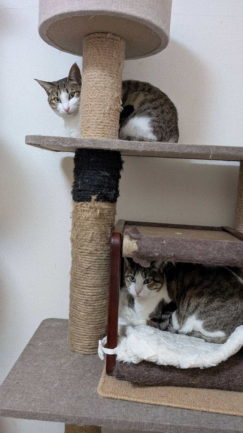 No.277ナナちゃん(上)とねねちゃん(下)