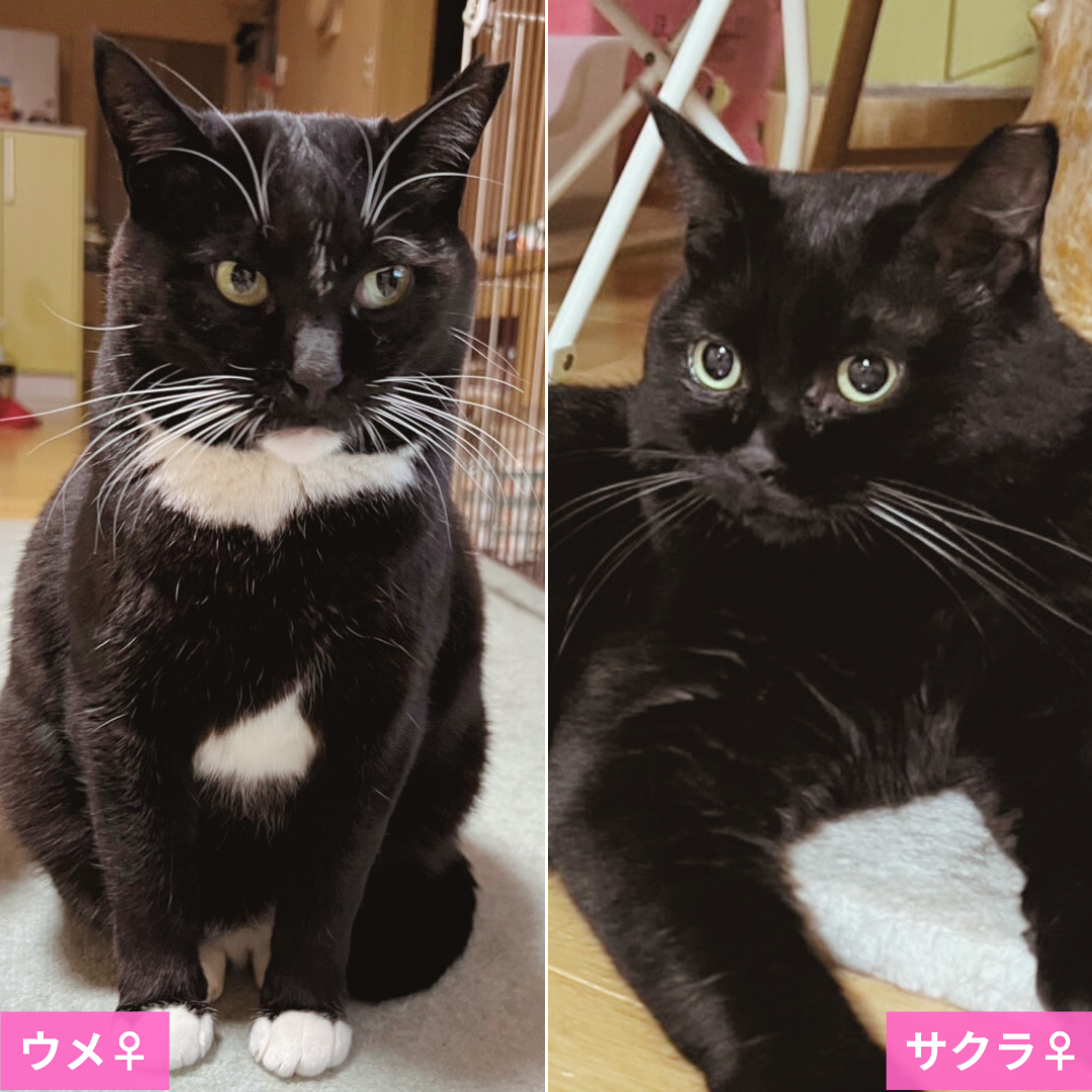 ウメちゃん・サクラちゃん