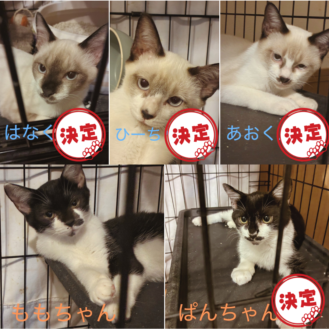 はな・ひー・あお・もも・ぱん 5兄妹＠塩尻市