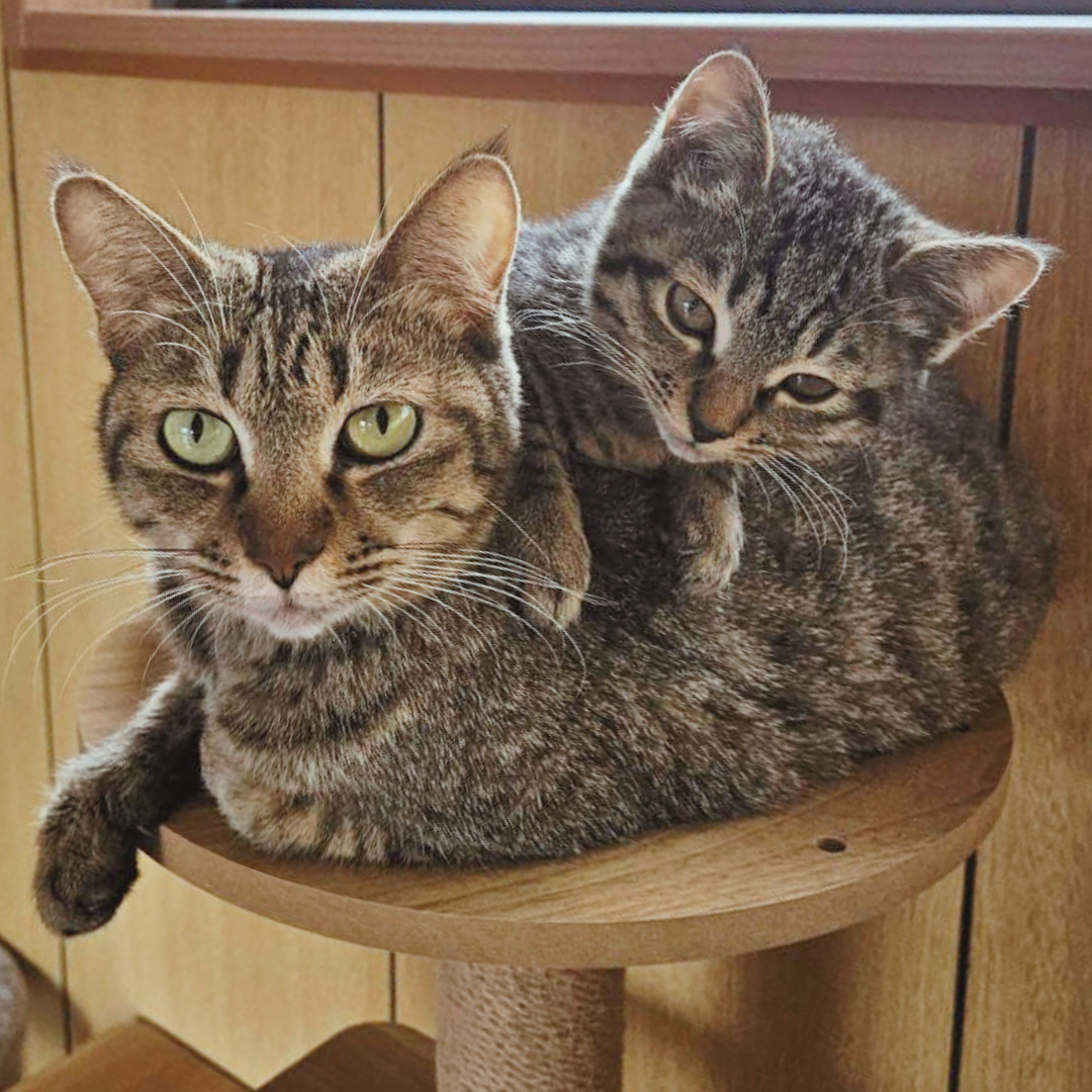 こはくママと子猫のきーちゃん