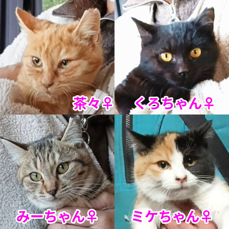 ミケ・茶々・みー・くろ 4姉妹